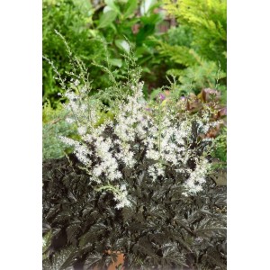 Astilbe 'Praecox Alba' im 9x9 cm Topf: Prachtspiere mit weißen Blüten und dunklem Laub.