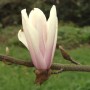 Nahaufnahme einer rosa-weißen Magnolienblüte der Sorte Sunsation am Strauch.