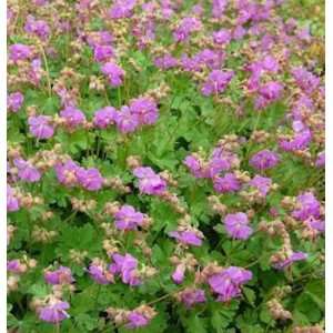 Storchenschnabel Karmina - Geranium cantabrigiense