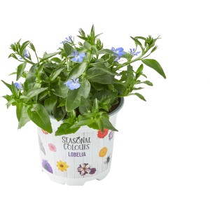 Männertreu Summer Survivors im Topf, ca. 12 cm, mit blauen Blüten.