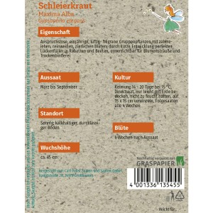 Grüne Fee Schleierkraut Maxima Alba Saatgut für ca. 200 Pflanzen.