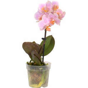 Mini Schmetterlingsorchidee (Phalaenopsis) mit rosa Blüten im Topf.