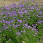 Foto von blühendem Waldstorchschnabel 'Amy Doncaster' mit violetten Blüten im Garten.