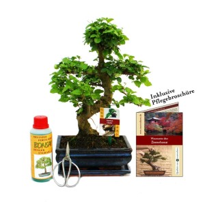 Exotenherz Bonsai Geschenkset mit Liguster, Schere, Dünger und Untersetzer.