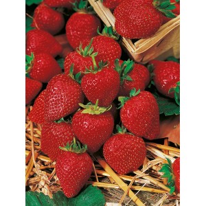 Frische, rote Garten-Erdbeeren (Fragaria) im Topf, bereit zum Naschen.