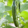 Frische, grüne Kastengurke (Cucumis sativus) im Anbau.