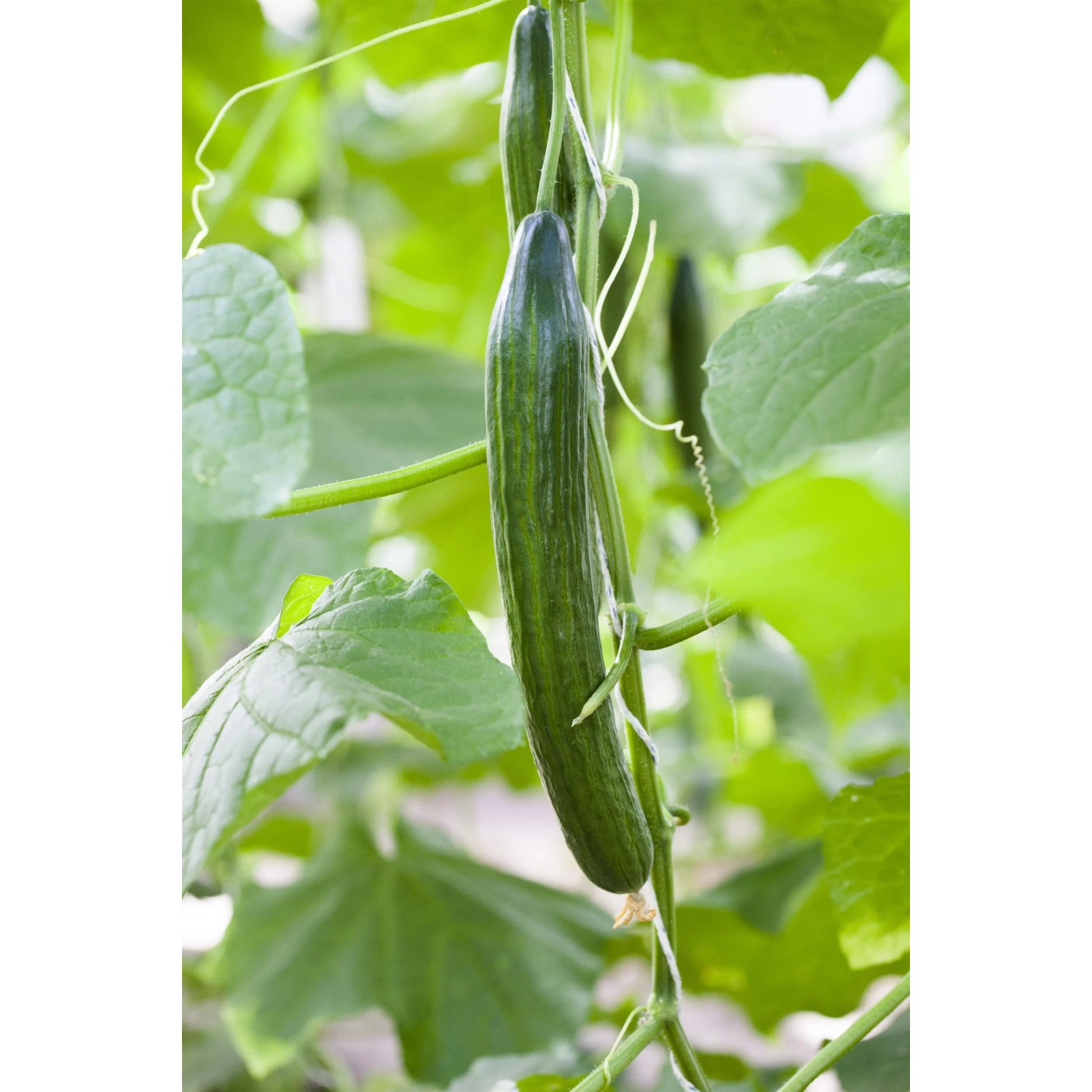 Frische, grüne Kastengurke (Cucumis sativus) im Anbau.