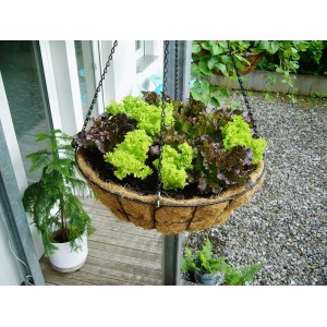 Bellissa Blumenampel, schwarz, Ø 55cm, mit Salat bepflanzt. Hängekorb mit Kokoseinsatz.