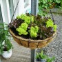 Bellissa Blumenampel, schwarz, Ø 55cm, mit Salat bepflanzt. Hängekorb mit Kokoseinsatz.