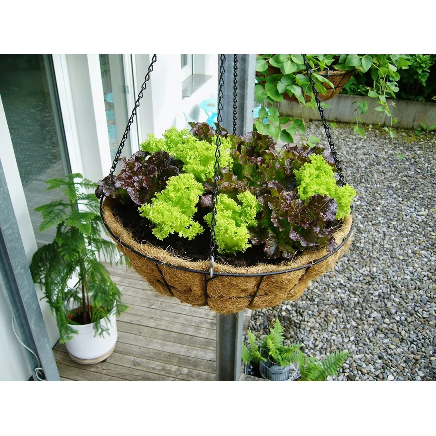 Bellissa Blumenampel, schwarz, Ø 55cm, mit Salat bepflanzt. Hängekorb mit Kokoseinsatz.