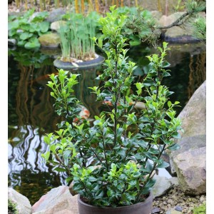 Stechpalme Ilex Heckenstar im Topf vor Gartenteich, 80-100cm hoch.