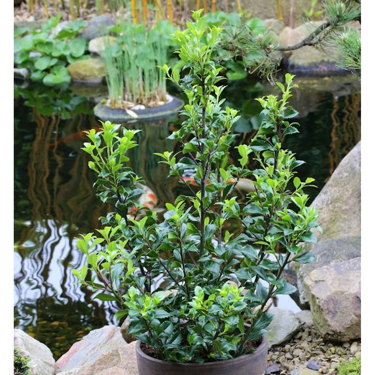 Stechpalme Ilex Heckenstar 80-100cm - Ilex meserveae günstig online kaufen