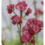 Nahaufnahme der dunkelrosa Sterndolde Abbey Road (Astrantia major), eine dekorative Staude.