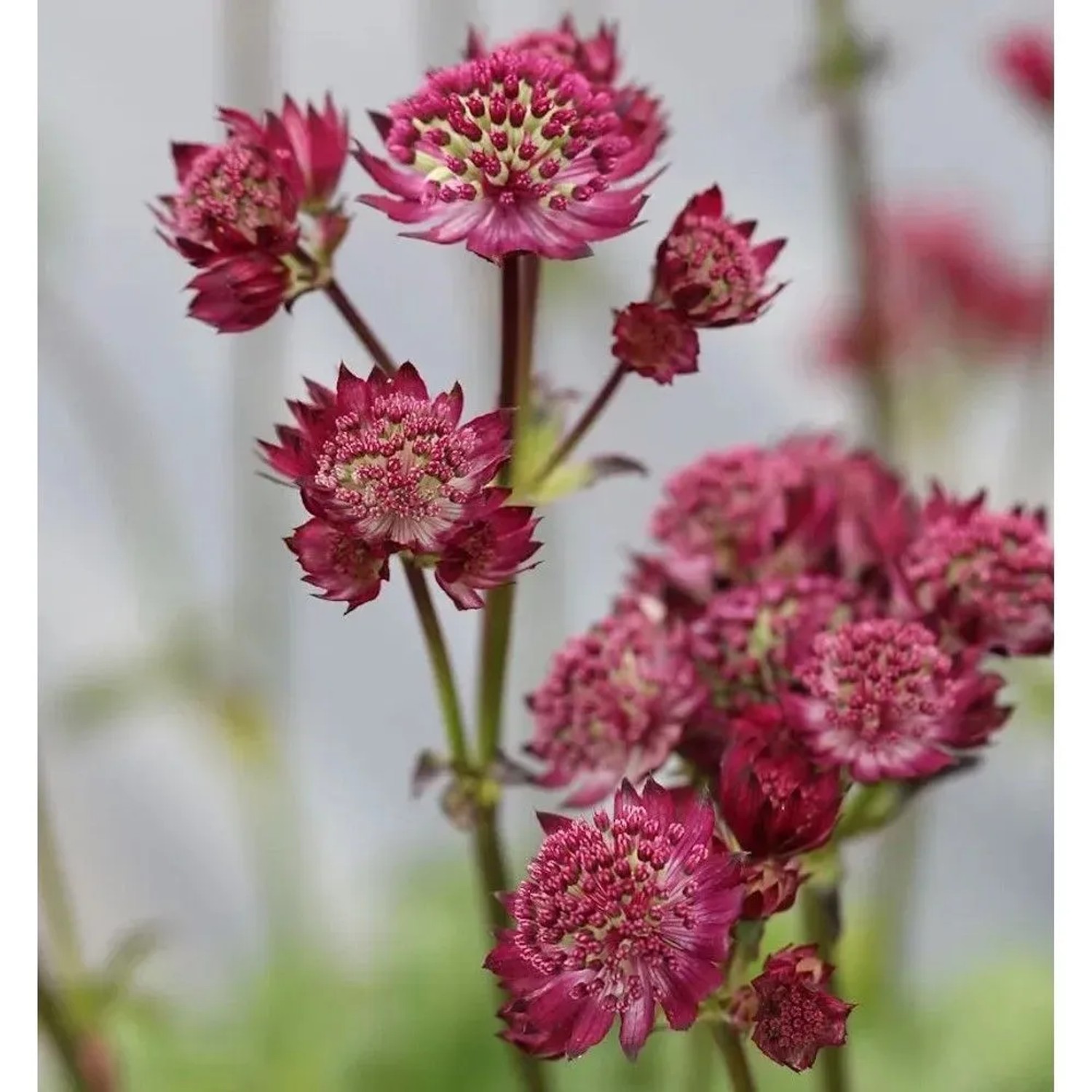 Sterndolde Abbey Road - Astrantia major