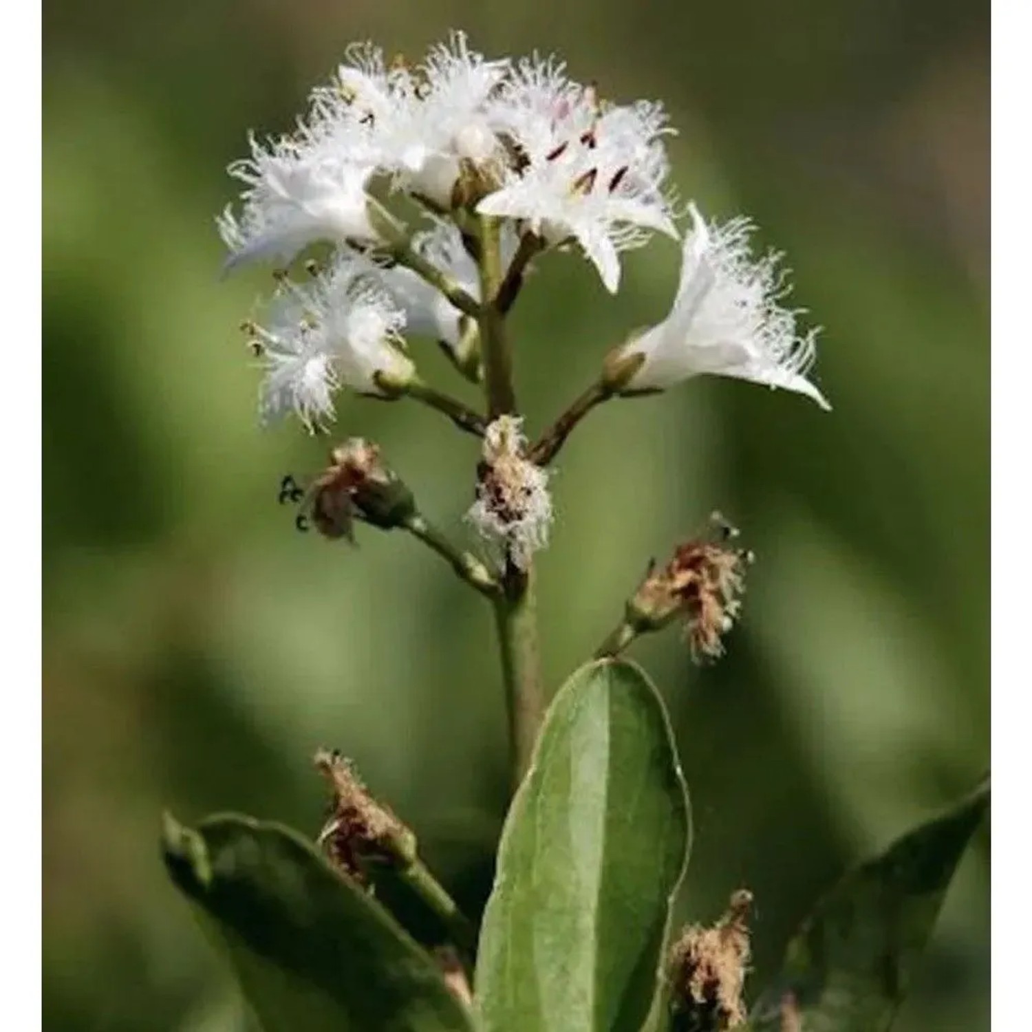Bitterklee Fieberklee - Menyanthes trifoliata