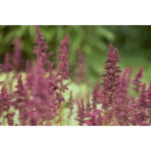 Prachtspiere 'Glut' (Astilbe) mit leuchtend roten Blüten im Beet, ca. 9x9 cm Topf.