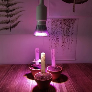 Parus LED-Pflanzenlampe beleuchtet Anzuchttöpfe mit Pflanzen unter violettem Licht.