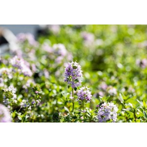 Blühender Thymian Longicaulis Odoratus im 9x9 cm Topf. Aromatische Bodendecker Pflanze mit lila Blüten.
