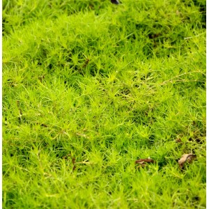 Grüngelbes Sternmoos (Sagina subulata) als Bodendecker im Garten.