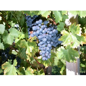 Dunkelblaue Vitis Vinifera Nero Weinrebe mit reifen Trauben und grünen Blättern.