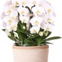 Kolibri Orchideen Set mit drei weißen Orchideen im Topf mit Wassertank.