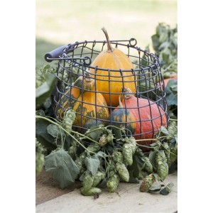 Kürbisse im Drahtkorb mit Hopfen (Humulus Lupulus). Dekorative Herbstszene.