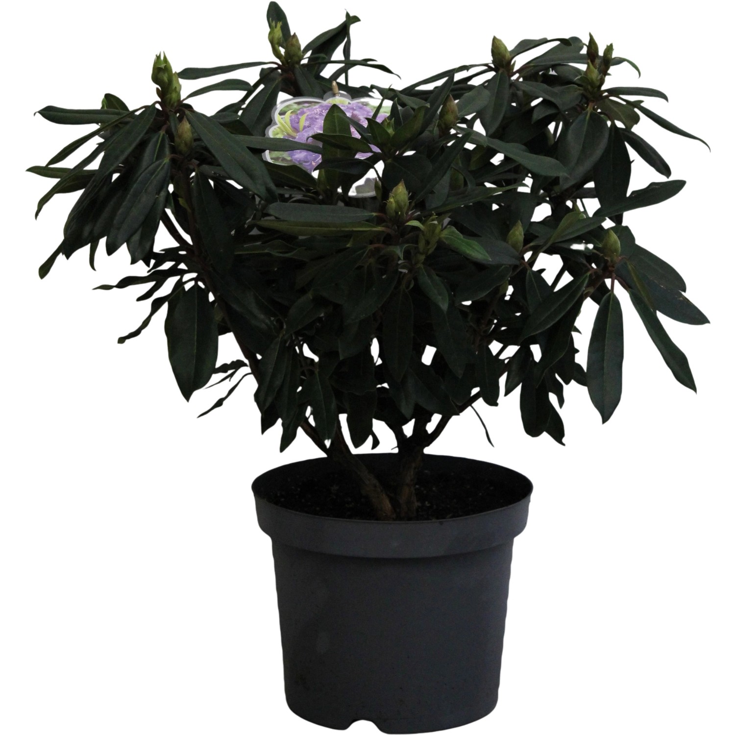 Rhododendron Blaue Jungs Violett-Blau Höhe ca. 40 - 50 cm Topf ca. 7,5 l