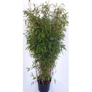 Aufrechter, grüner Bambus Fargesia Jumbo im Topf, ca. 120-130cm hoch.