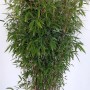 Aufrechter, grüner Bambus Fargesia Jumbo im Topf, ca. 120-130cm hoch.