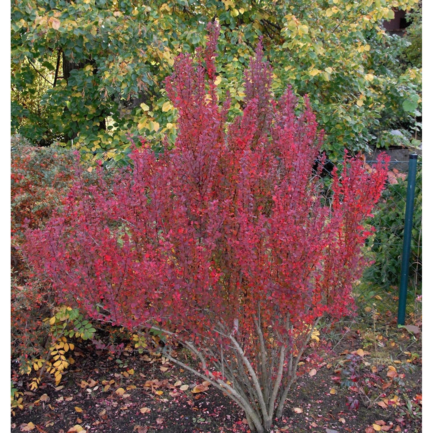 Säulen Berberitze Red Pillar 30-40cm - Berberis thunbergii günstig online kaufen