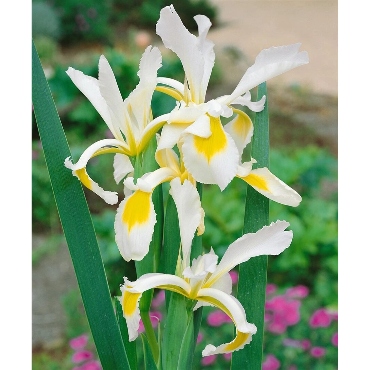 Iris Spuria Wieseniris Ca. 9x9 cm Topf günstig online kaufen