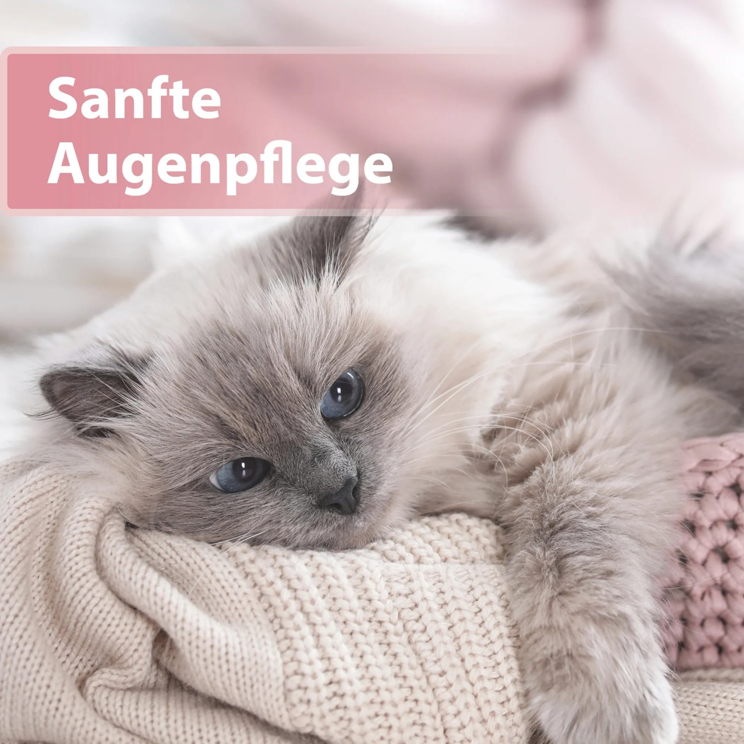 Katze entspannt auf Decke, Felisept Augenpflege-Pads für sanfte Reinigung.
