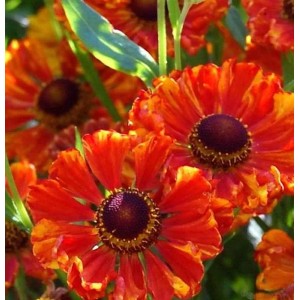 Sonnenbraut 'Wonadonga': orange-rote Blüten mit dunkler Mitte, eine attraktive Staude.