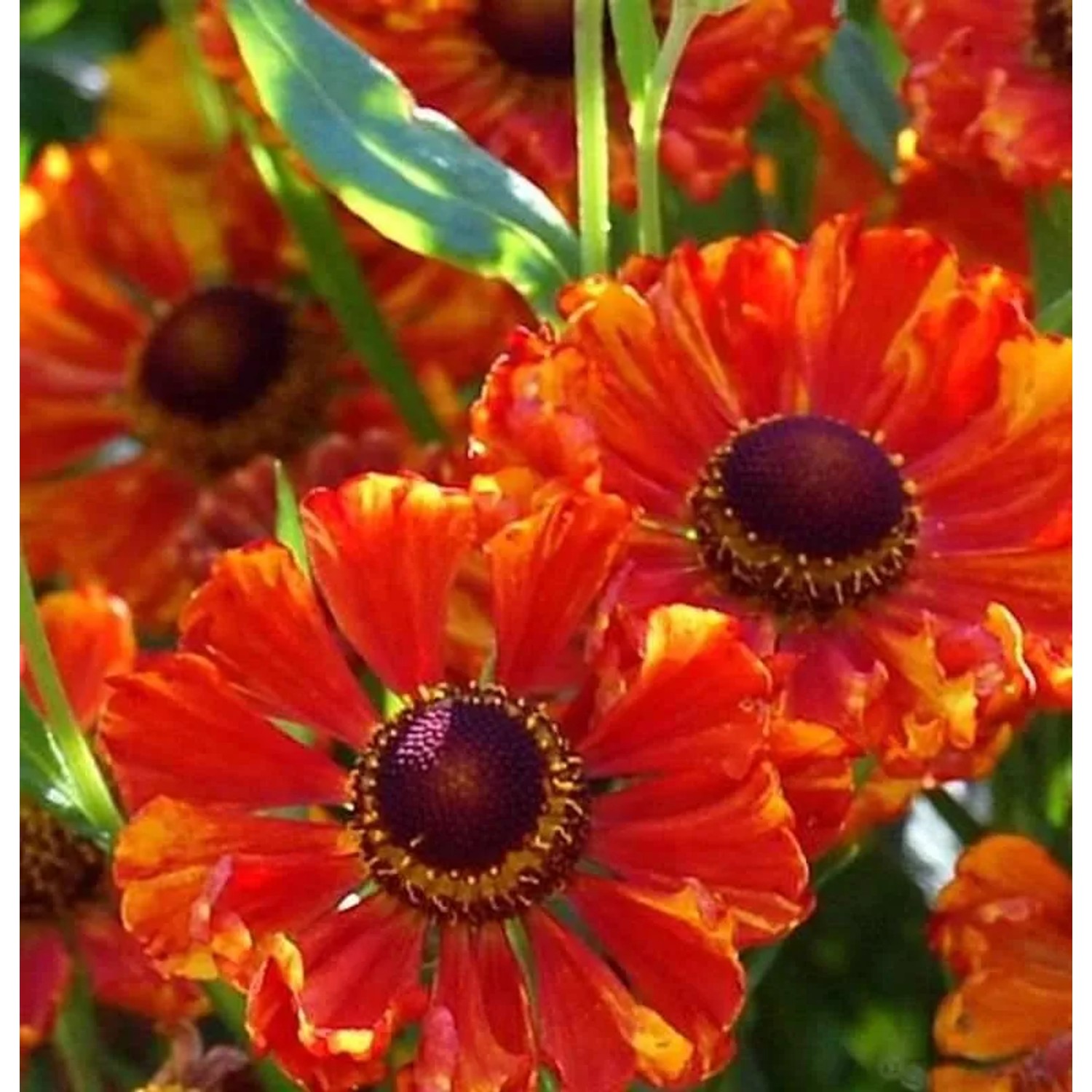 Sonnenbraut Wonadonga - Helenium cultorum