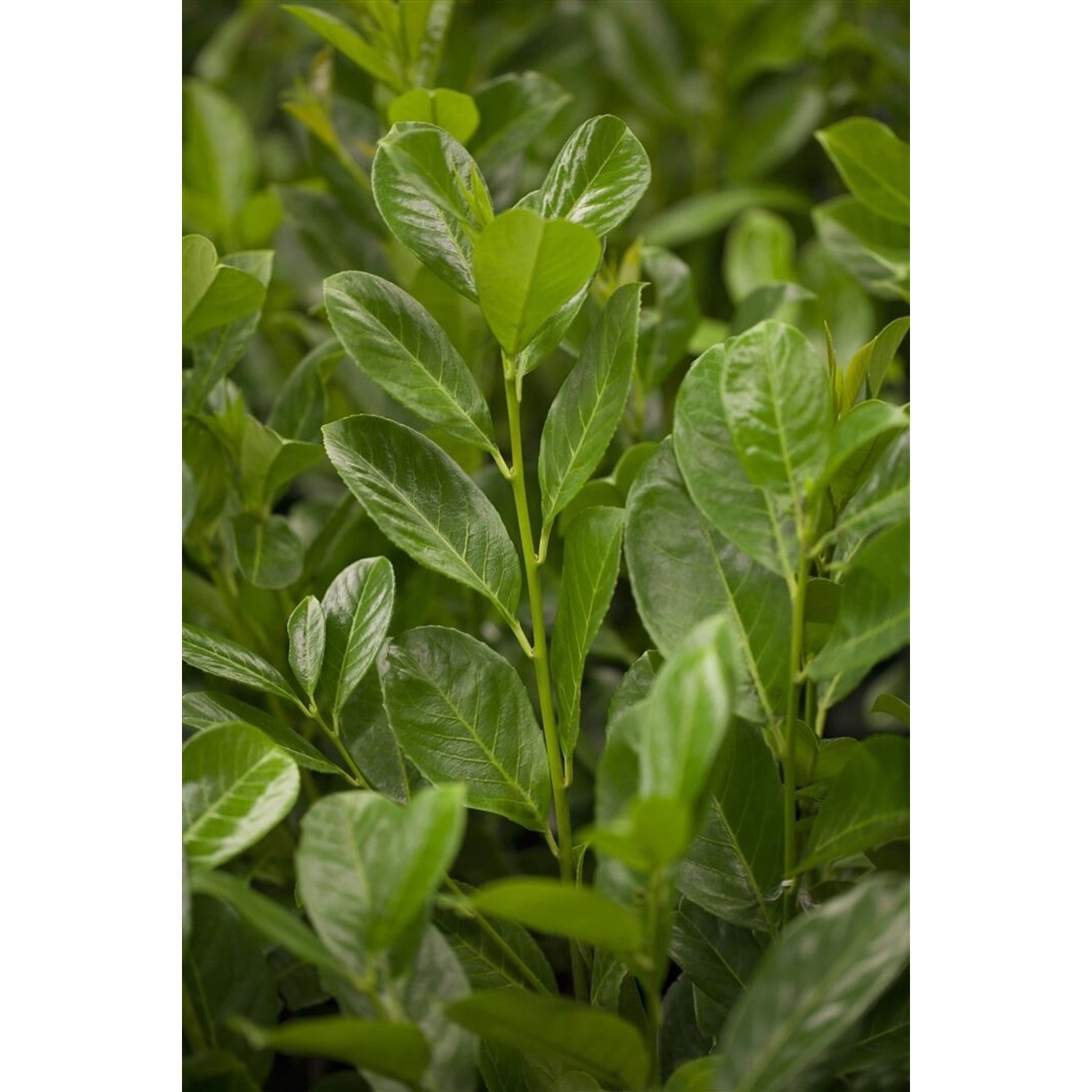 Prunus laurocerasus 'Rotundifolia' 125 cm Stammhöhe günstig online kaufen