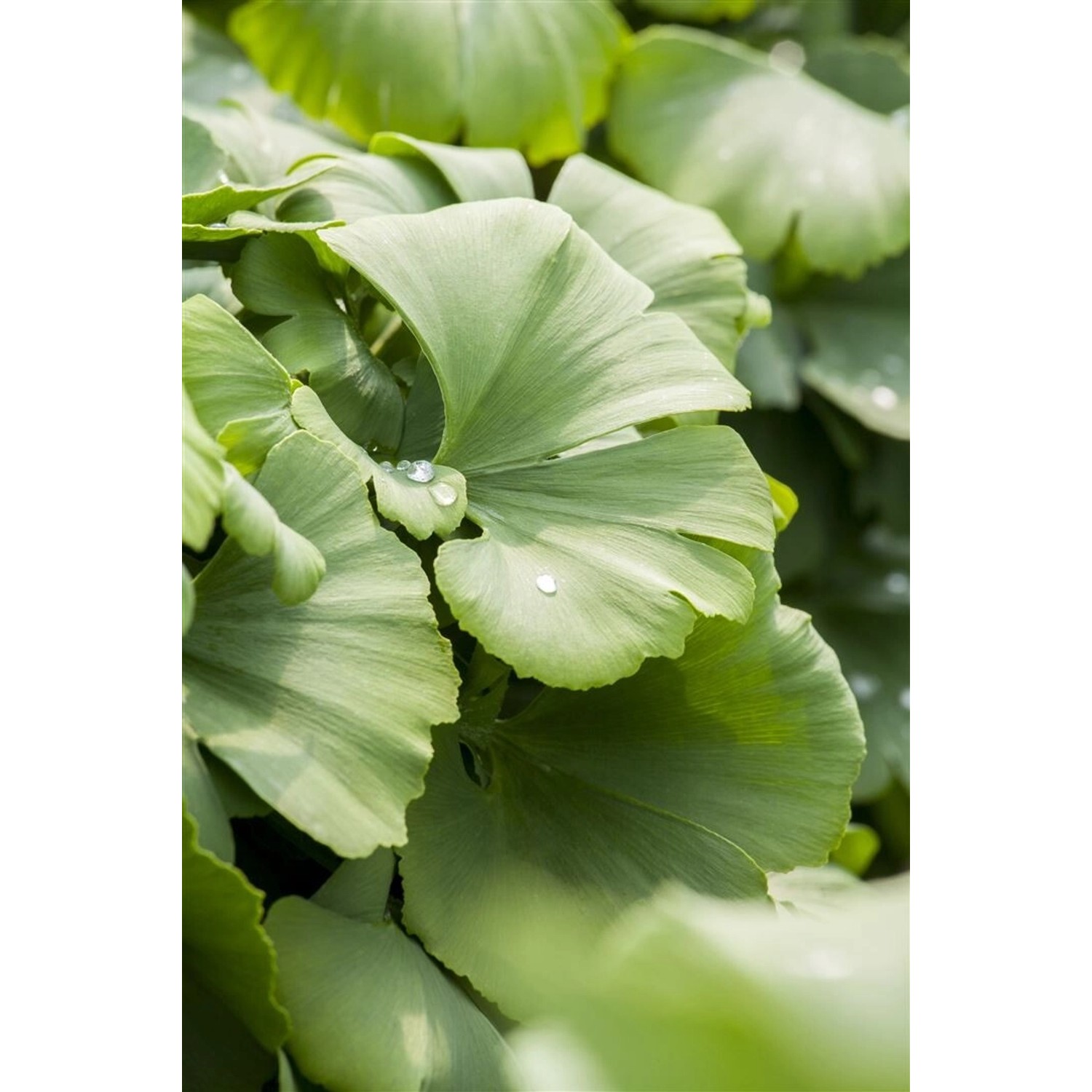 Ginkgo Biloba Globus Fächerblattbaum Kompakt 40–60 cm günstig online kaufen