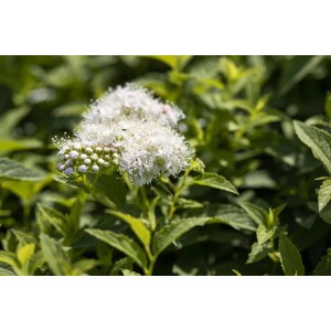 Nahaufnahme der Japanischen Strauchspiere Albiflora mit weißen Blüten und grünen Blättern.