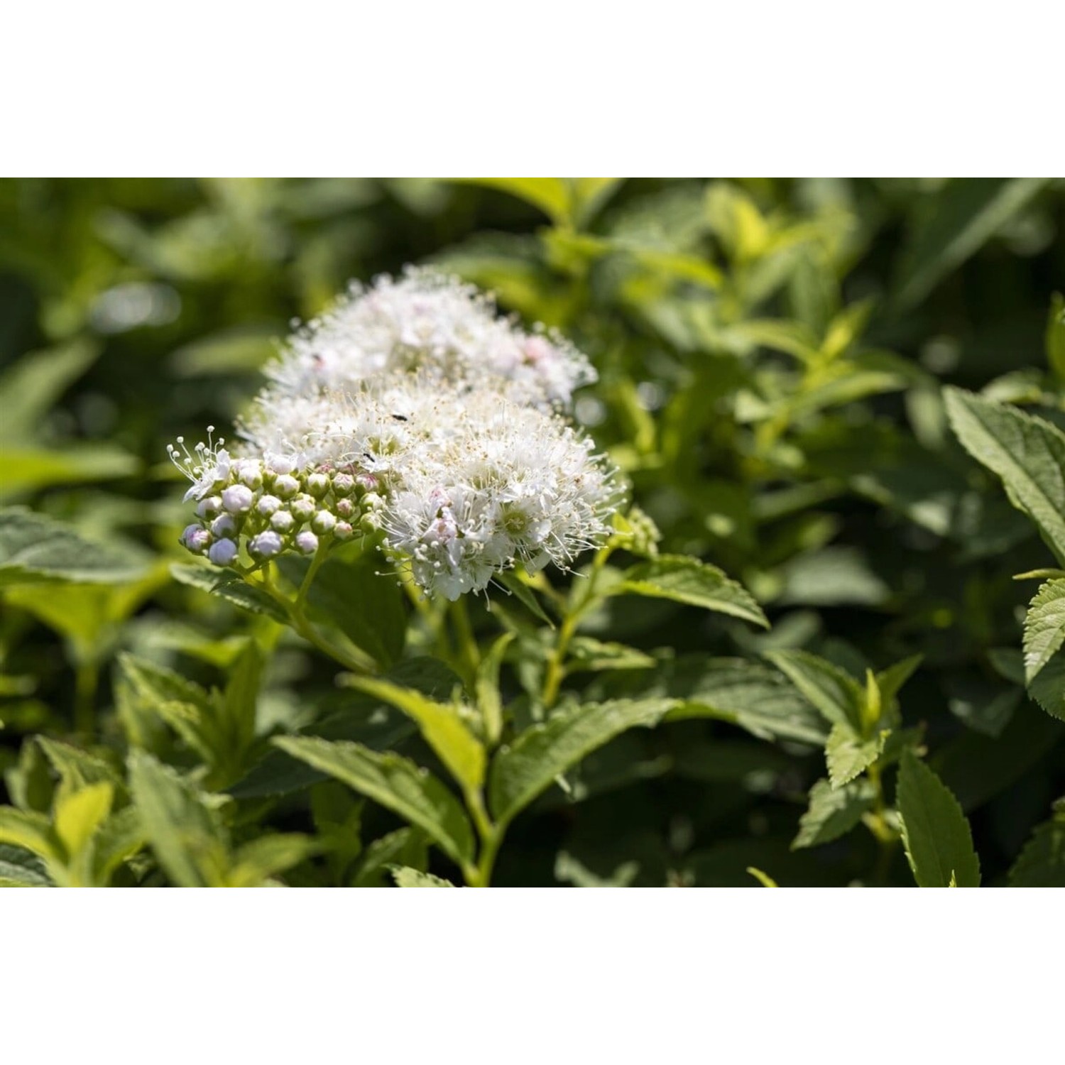 Spiraea Japonica Albiflora Japanische Strauchspiere 20-30 cm günstig online kaufen