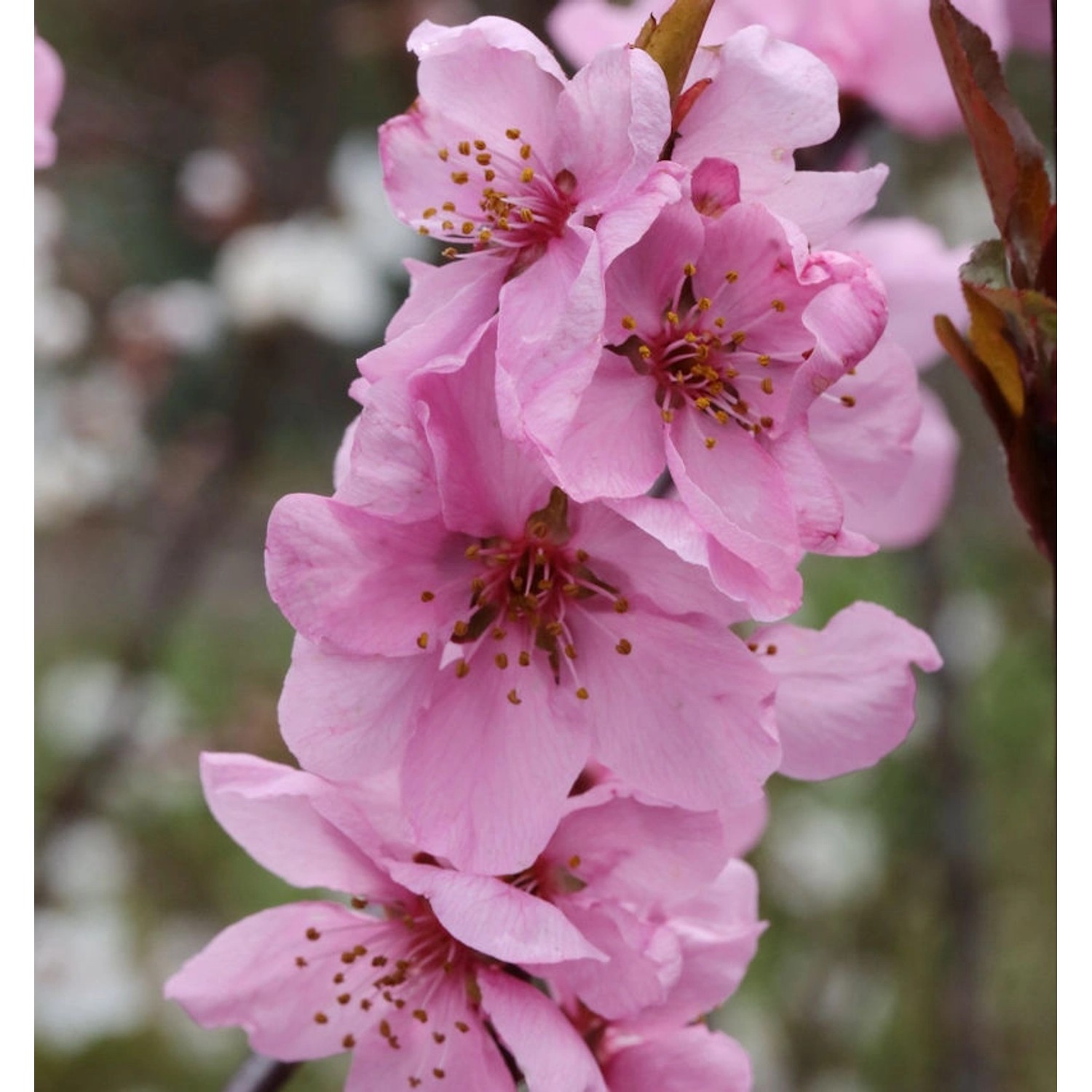 Zierpfirsich Spring Glow 60-80cm - Prunus persica günstig online kaufen