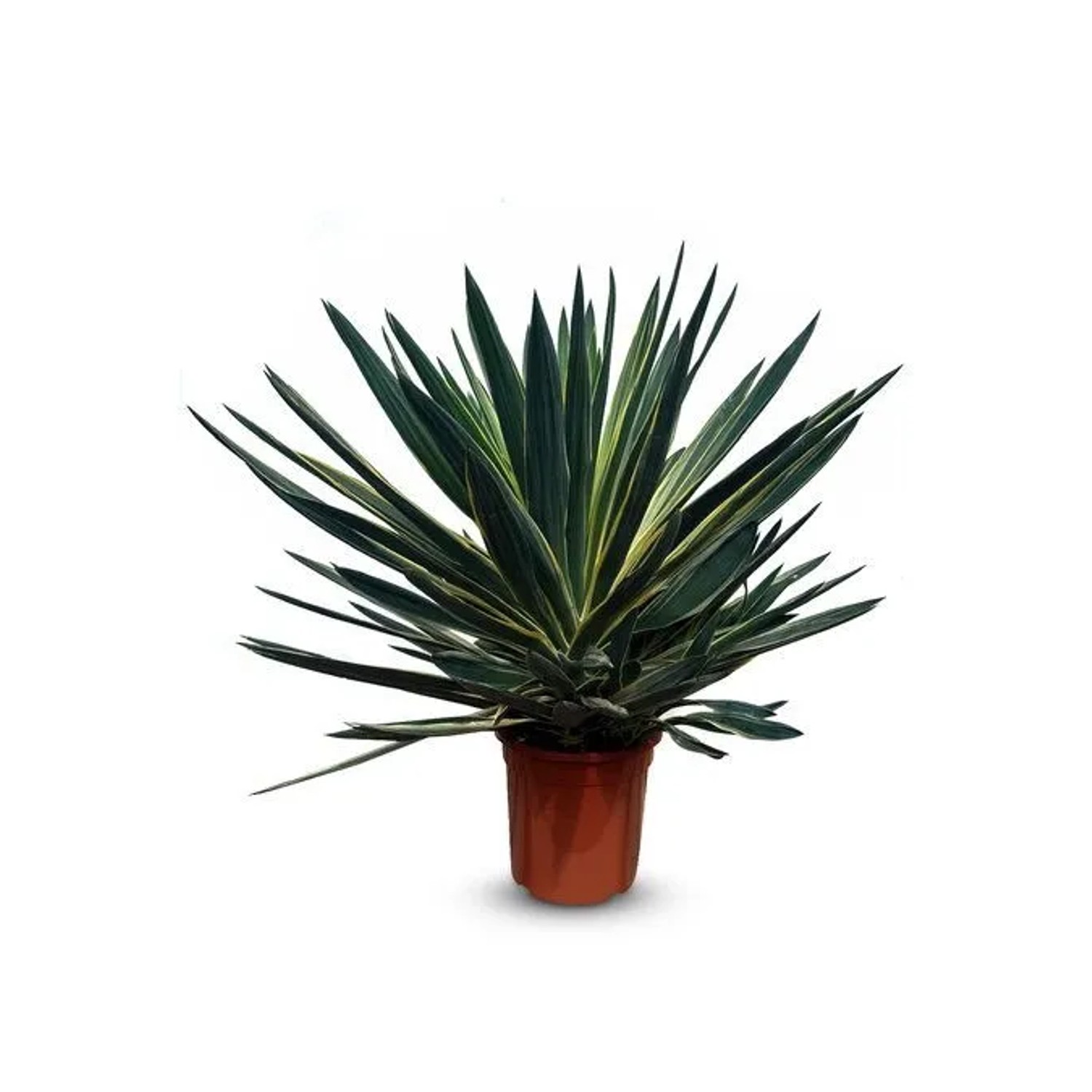 Sunny-Tree Yucca Gloriosa Variegata Palmenlilie Winterhart 100 cm Höhe in 1 günstig online kaufen
