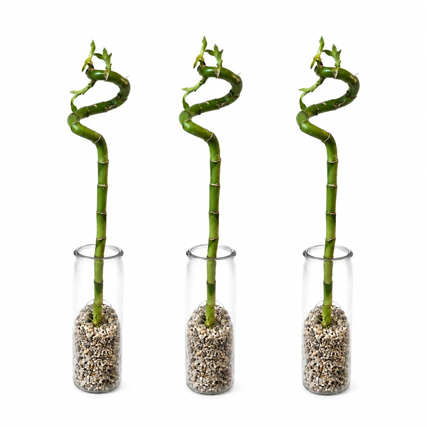 Vdvelde Lucky Bamboo   Komplettset 3er Dracaena Sanderiana   Glas Und Steine   40 45 Cm