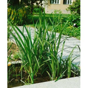 Sparganium erectum (Igelkolben) im 9x9 cm Topf, grüne Blätter, ideal für Teichränder.