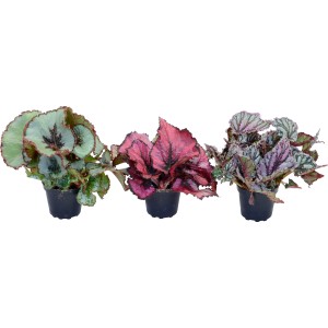 Drei Blattbegonien (Begonia rex) in Töpfen mit unterschiedlichen, bunt gemusterten Blättern.