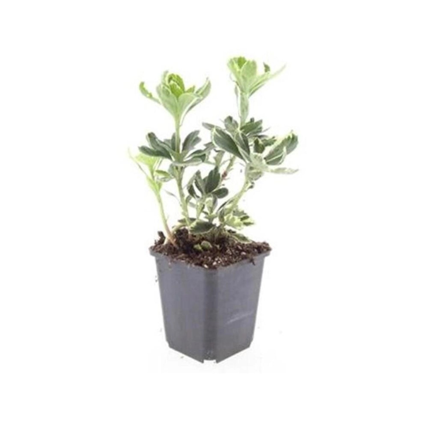 Exotenherz Bodendecker Weissbuntes Schattengrün Pachysandra Terminalis Vari günstig online kaufen