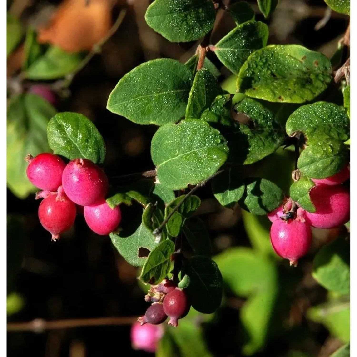 10x Niedrige Purpurbeere 20-30cm - Symphoricarpos chenaultii