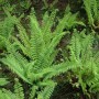 Immergrüner Filigranfarn Polystichum Setiferum Herrenhausen, 40–60 cm hoch.