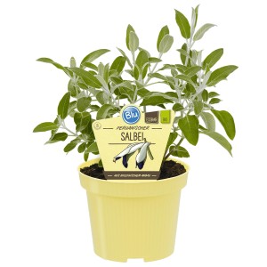 Blu Peruanischer Salbei im Topf (ca. 12cm Ø), essbare Blüten, Küchenkräuter.