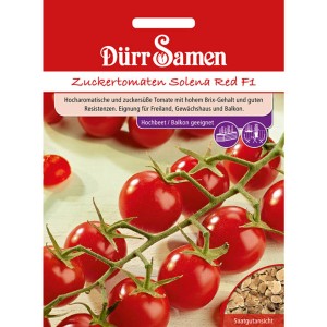 Dürr Samen Zuckertomaten Solena Red F1 Saatgut Packung mit reifen, roten Tomaten am Strauch.