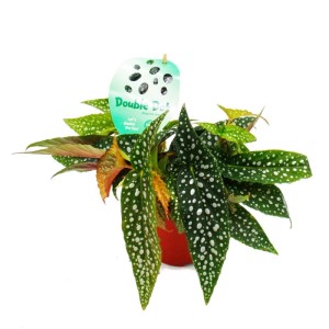 Exotenherz Doppelpunktbegonie (Begonia Maculata Double Dot) im 12cm Topf.