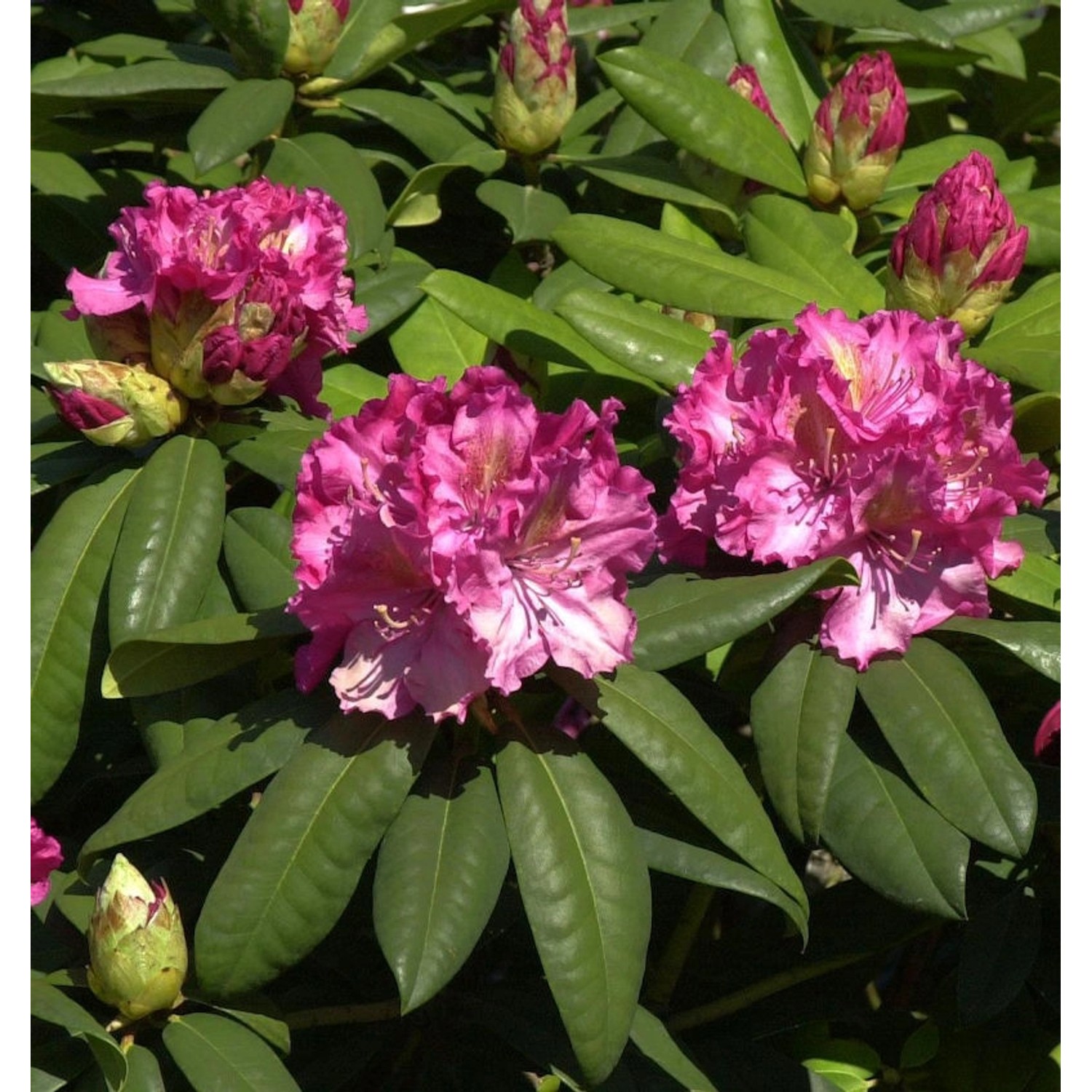 INKARHO - Großblumige Rhododendron Kirsten Begeer 50-60cm - Alpenrose günstig online kaufen